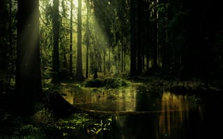 Картинка swamp, вода, дерево, солнце, лес, растения, джунгли, пруд