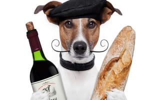 Картинка jack russell, love, pussycat, любовь, собаки, джек