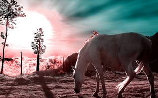 Картинка horse on sunset, природа, пейзаж, закат, животные, горы, лошадь, поле, естественные