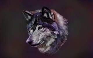 Картинка a wolf, животные, волк, рисунки