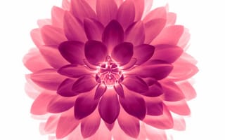 Картинка dfhm, phgq, negative lotus, лотус