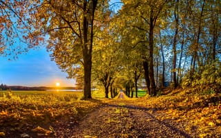 Картинка природа, пейзаж, лес, деревья, осень