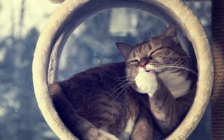 Картинка животные, кошки, милые, ленивый