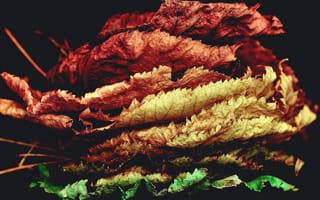 Картинка zedgefall, fall leaves, природа, деревья, осень, листья, снаружи