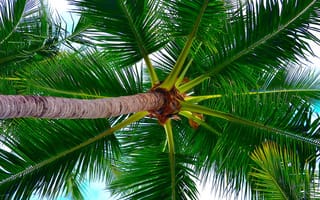 Картинка palms 2, природа, деревья, пальмы, великолепные