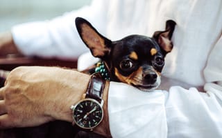 Картинка chiwawa, милые, собаки