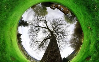 Картинка fish eye world, природа, дерево, мир, трава, рыба, глаза