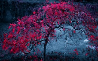 Картинка tree leaves, дерево, листья, монтаж