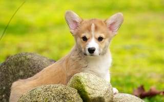 Картинка aww, puppy cute 11, милые, животные, собаки, питомцы, щенки, восхитительные