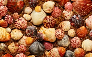 Картинка seashell, море, пляж, песок, раковина