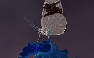 Картинка бабочки, серебряные
