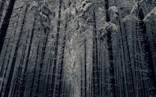 Картинка winter forest view, темные, зима, снег, дерево, лес, деревья, вид, холод