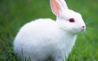 Картинка 2160x1920, cute rabbit, милые, кролики