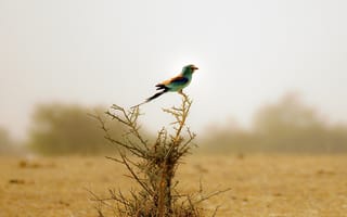 Картинка bird in the desert, животные, птицы, пустыня