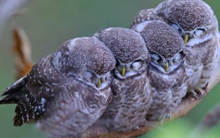 Картинка природа, птицы, сова
