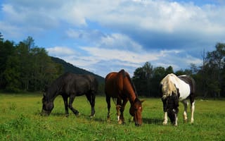 Картинка 3 amigos, животные, лошади