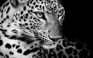 Картинка wild look, черные, белые, животные, взгляд, дикие, леопард