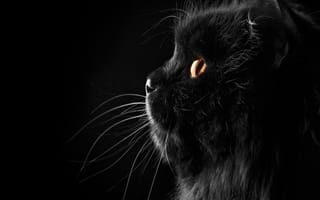Картинка love, pussycat, любовь