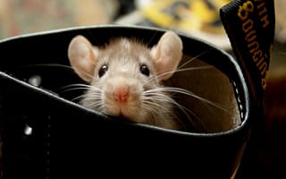 Картинка rat, милые