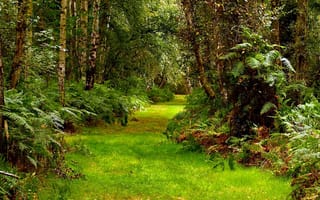 Картинка jg, mo, forest road, дорога, лес