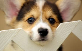 Картинка aww, puppy cute 2, милые, животные, собаки, питомцы, щенки, восхитительные