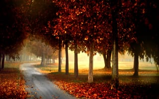 Картинка природа, пейзаж, дорога, деревья, осень