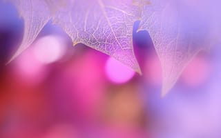 Картинка poetic, абстрактные, фиолетовые, листья