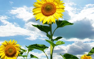 Картинка природа, подсолнухи