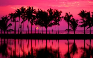 Картинка palm view, вода, море, закат, дерево, океан, солнце, вид, пальмы