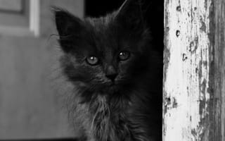 Картинка grayscale, черные, кошки, котята