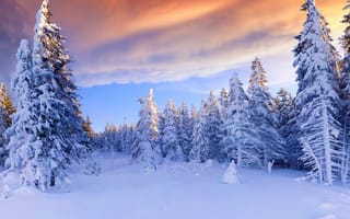 Картинка nature winter, season snow white sunset, winterland, природа, белые, закат, зима, снег, сезон