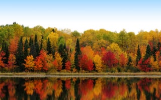 Картинка lg, foliage, осень, сезон, оптимус