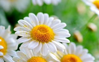 Картинка dg, gn, chamomile