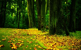 Картинка природа, осень