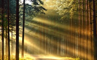 Картинка the woods, дерево, солнце, сияние, путь, лес
