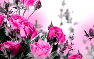 Картинка kwiatki, roze