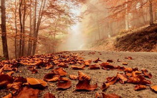 Картинка hw, foggy road, дорога, туманные