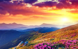 Картинка colorful backg, rhododendron field, sunset field, прекрасные, красочные, закат, горы, поле