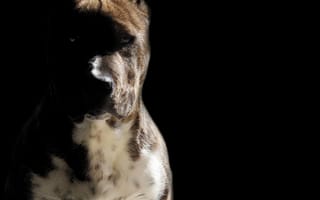Картинка my dog, roky, собаки, мой