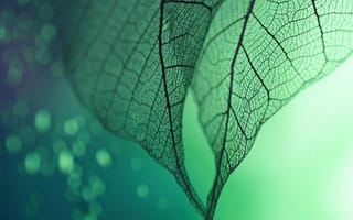 Картинка pale leaf, дерево, листья, растения