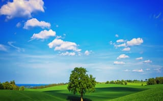 Картинка 2880x2560, alone tree, дерево, одиночество