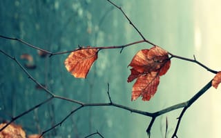 Картинка leaf lg g3, природа, листья