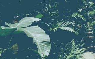 Картинка leaves of ferns, природа, зеленые, лес, листья, джунгли, флора