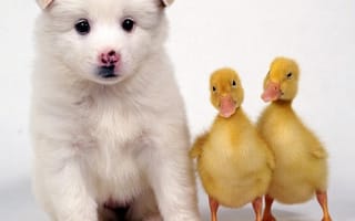 Картинка 2160x1920, cute puppy, милые, щенки