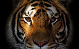 Картинка животные, кошки, тигр, дикие