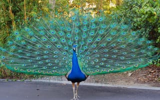Картинка животные, павлин