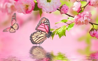 Картинка art, арт, прекрасные, вода, бабочки, цветочные, цвести, вишня
