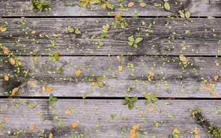 Картинка zedgefall17, fall deck, природа, осень