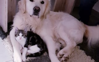 Картинка tiereliebe, милые, собаки, золотые, щенки