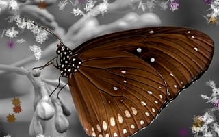 Картинка природа, цветные, бабочки, коричневые